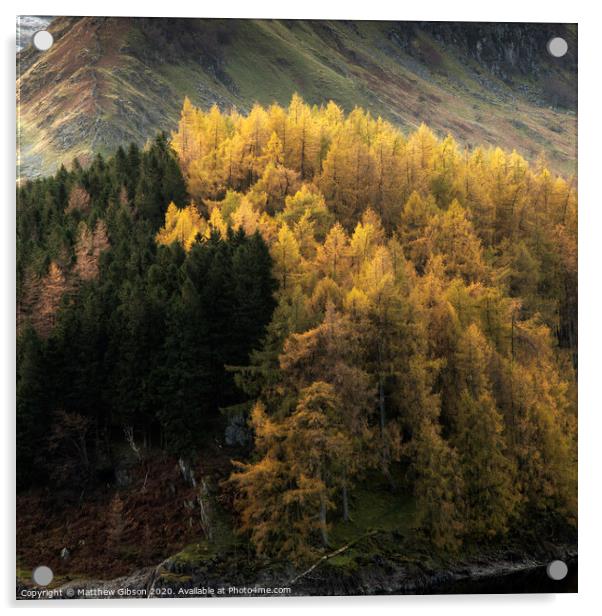 Beautiful landscape image of Autumn Fall with vibrant pine and larch trees against majestic setting of Hawes Water and High Stile peak in Lake District Acrylic by Matthew Gibson