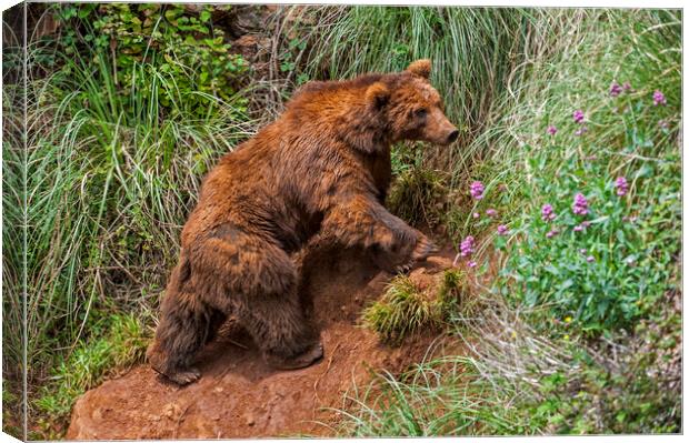 Brown Bear Climbing Mountain Slope Canvas Print by Arterra 