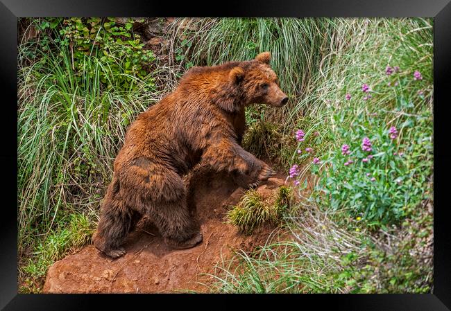 Brown Bear Climbing Mountain Slope Framed Print by Arterra 