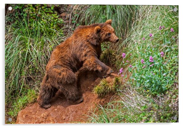 Brown Bear Climbing Mountain Slope Acrylic by Arterra 
