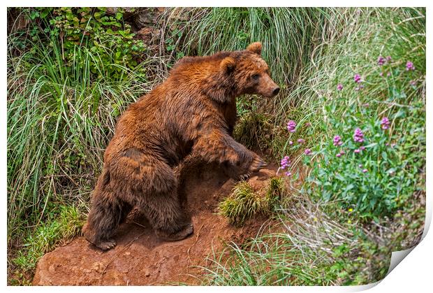 Brown Bear Climbing Mountain Slope Print by Arterra 