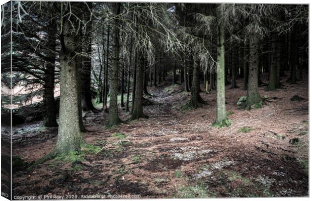 Into the woods.... Canvas Print by Phil Reay