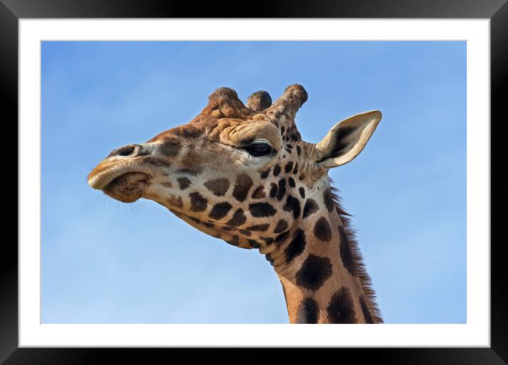 Giraffe Framed Mounted Print by Arterra 