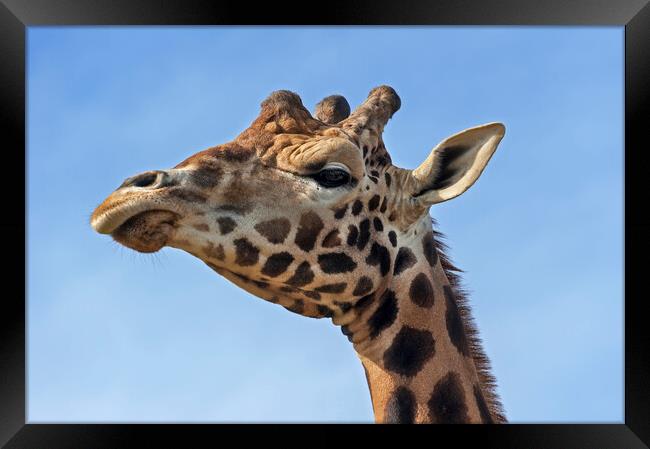 Giraffe Framed Print by Arterra 