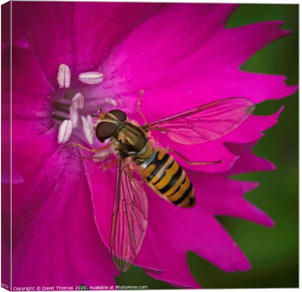 Beauty in Pollination Canvas Print by David Thomas