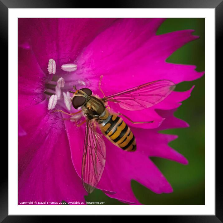 Beauty in Pollination Framed Mounted Print by David Thomas