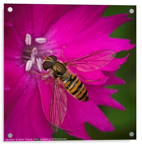 Beauty in Pollination Acrylic by David Thomas