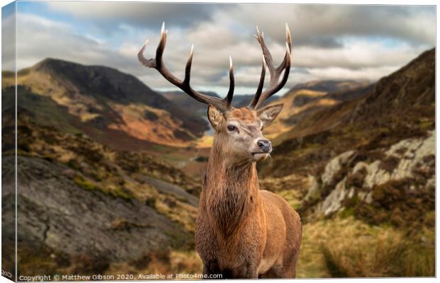 Majestic Autumn Fall landscape of red deer stag in front of mountain landscape in background Canvas Print by Matthew Gibson