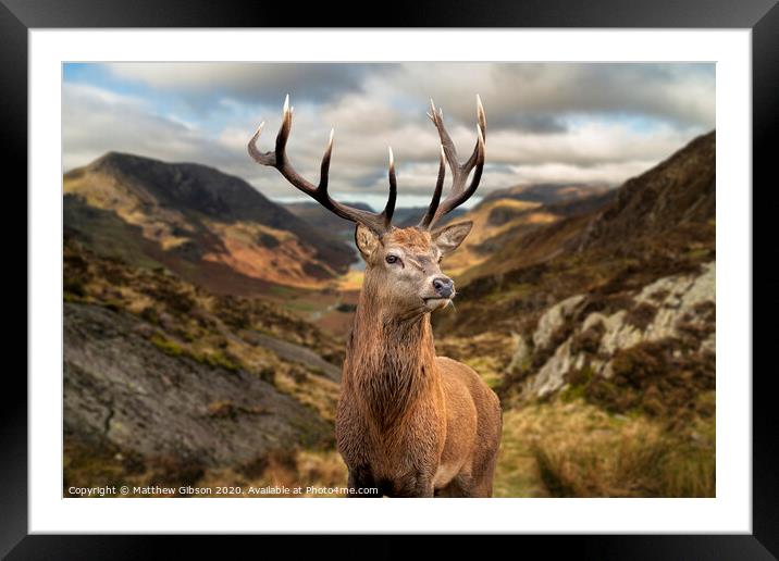 Majestic Autumn Fall landscape of red deer stag in front of mountain landscape in background Framed Mounted Print by Matthew Gibson