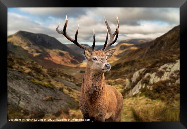 Majestic Autumn Fall landscape of red deer stag in front of mountain landscape in background Framed Print by Matthew Gibson