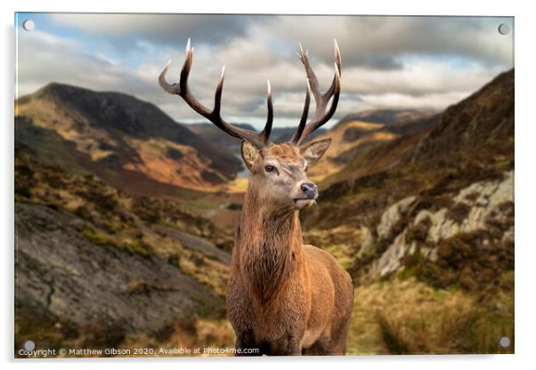 Majestic Autumn Fall landscape of red deer stag in front of mountain landscape in background Acrylic by Matthew Gibson