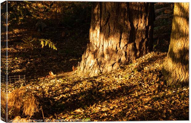 Autumn Morning Sunlight in Sherwood Forest Canvas Print by Ken Hunter