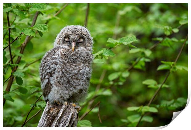 Ural Owl Fledgling Print by Arterra 