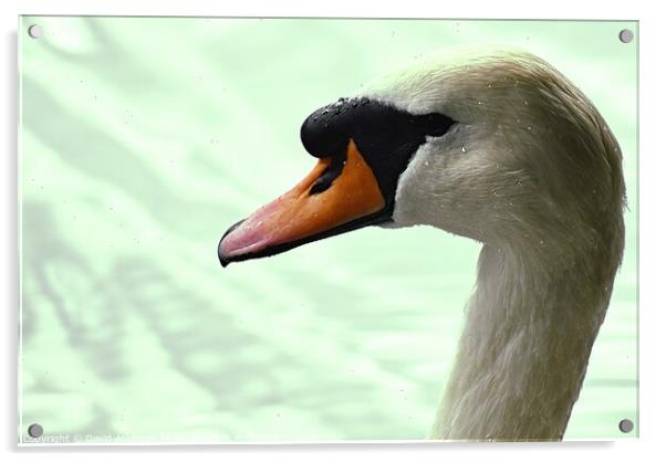 Swan portrait Acrylic by David Atkinson