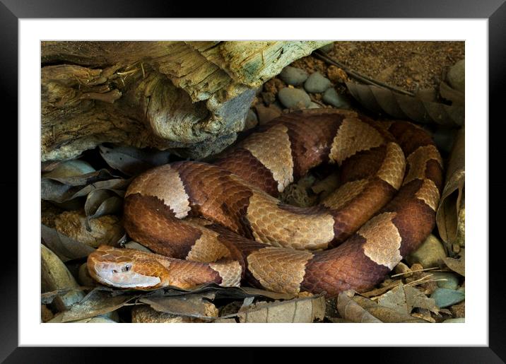 Broad-Banded Copperhead Framed Mounted Print by Arterra 