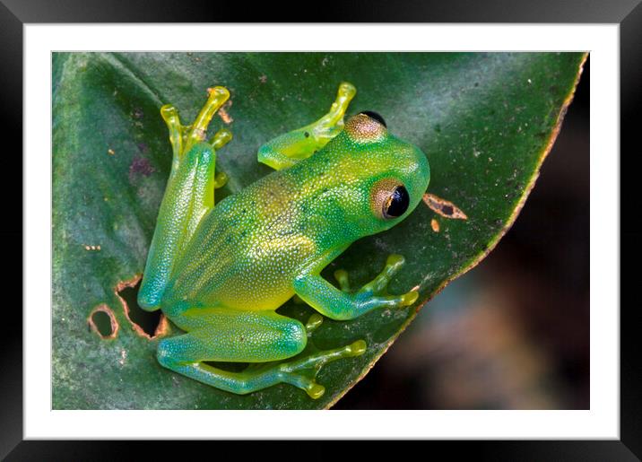 Grainy Cochran Frog - Cochranella granulosa Framed Mounted Print by Arterra 