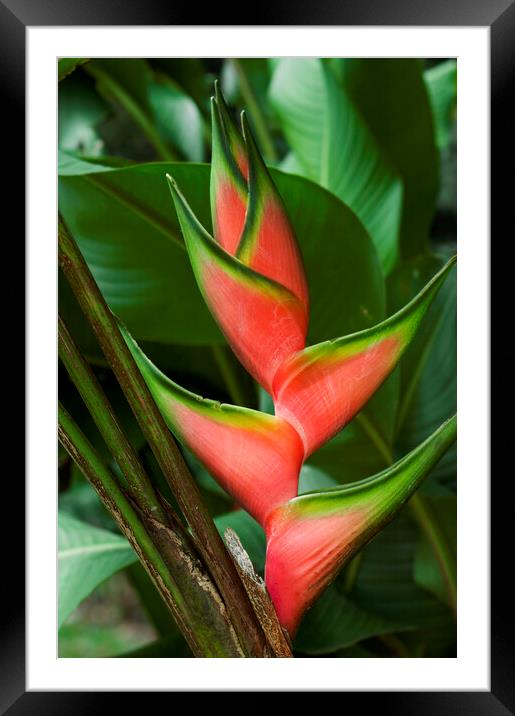 Heliconia stricta Framed Mounted Print by Arterra 