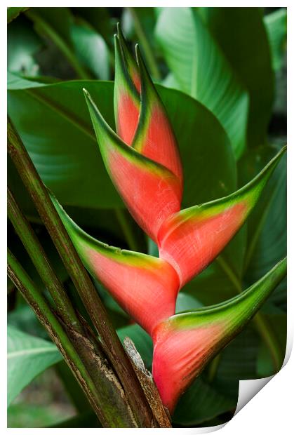 Heliconia stricta Print by Arterra 