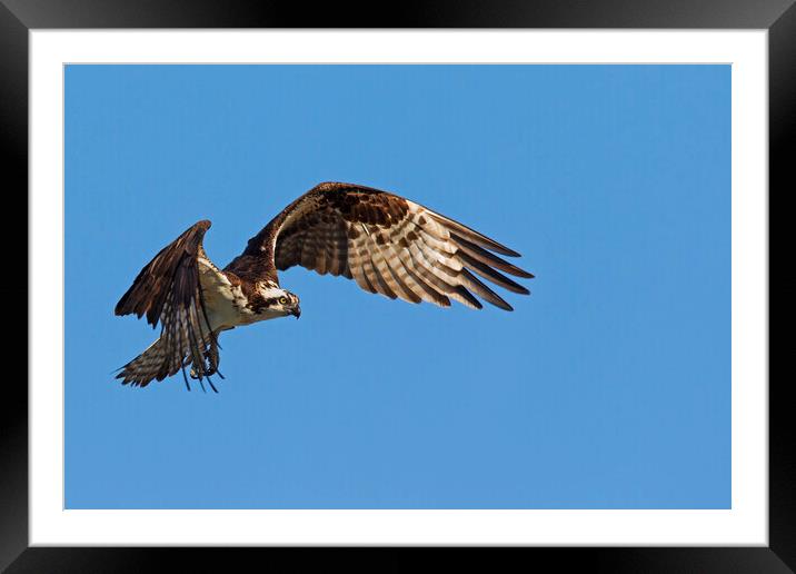 Osprey in Flight Framed Mounted Print by Arterra 