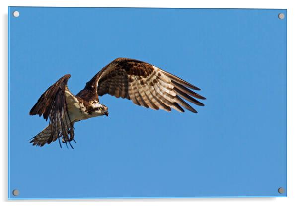 Osprey in Flight Acrylic by Arterra 