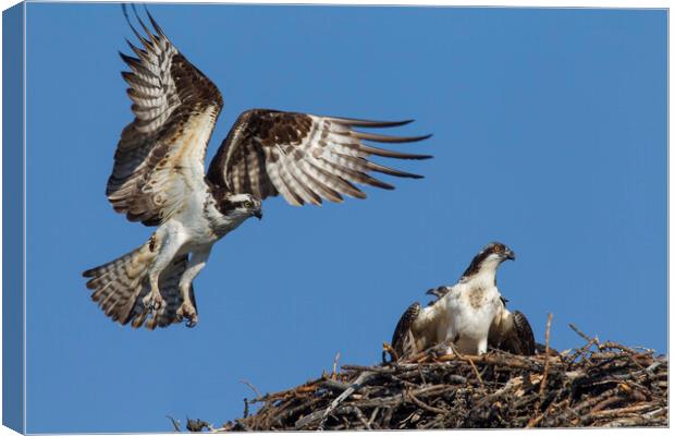 Osprey Landing on Nest Canvas Print by Arterra 