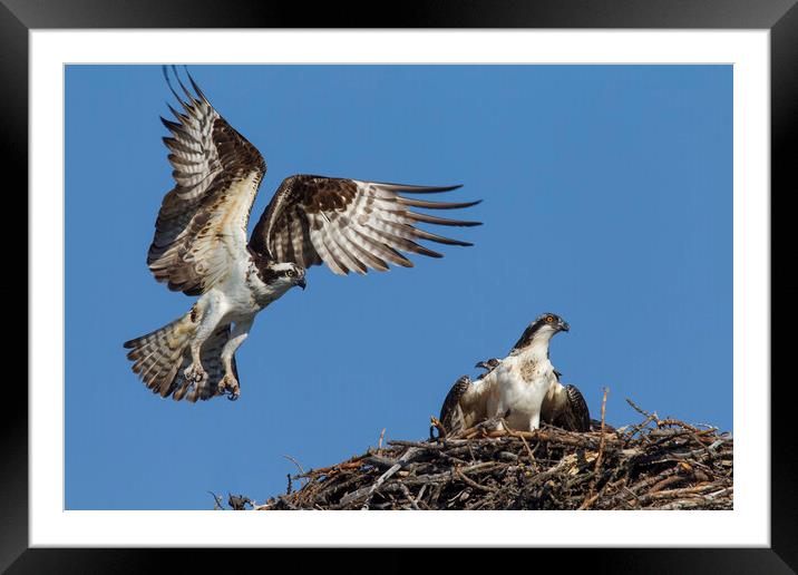 Osprey Landing on Nest Framed Mounted Print by Arterra 