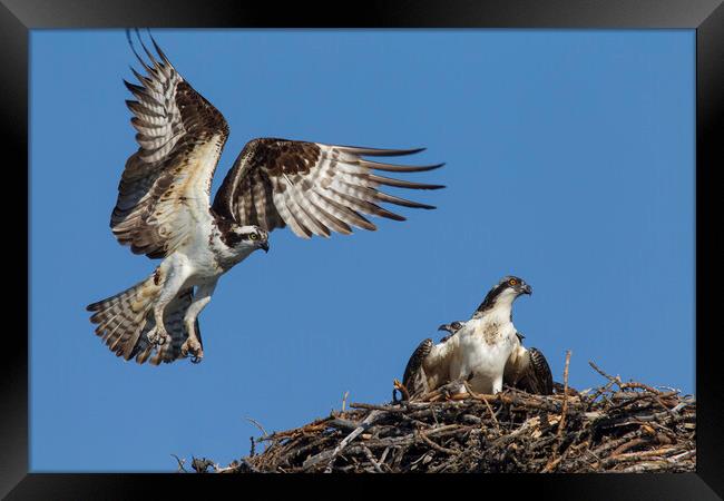 Osprey Landing on Nest Framed Print by Arterra 