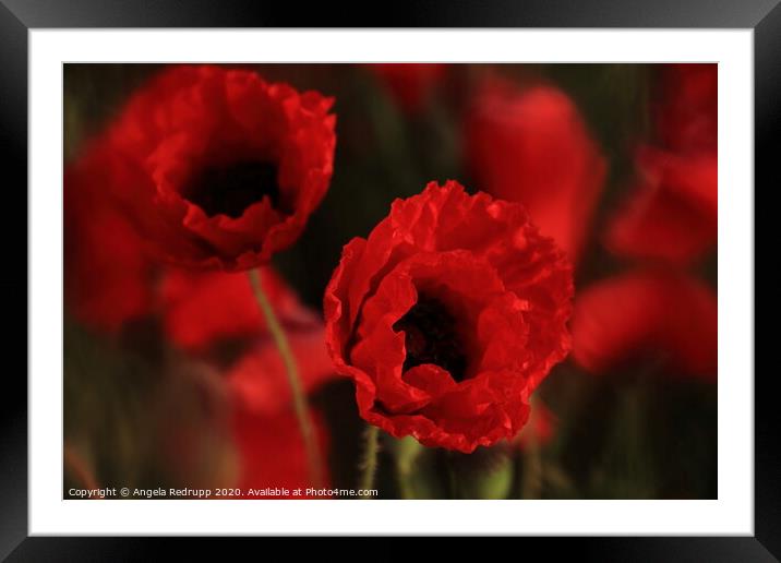 Poppies Framed Mounted Print by Angela Redrupp