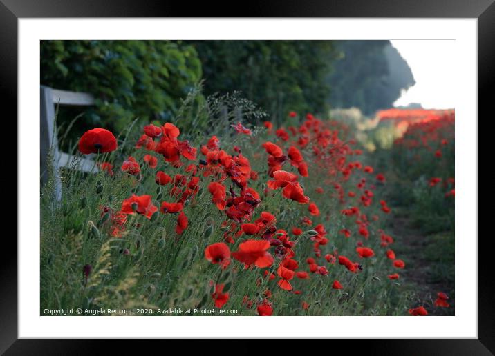 Verge side poppies Framed Mounted Print by Angela Redrupp