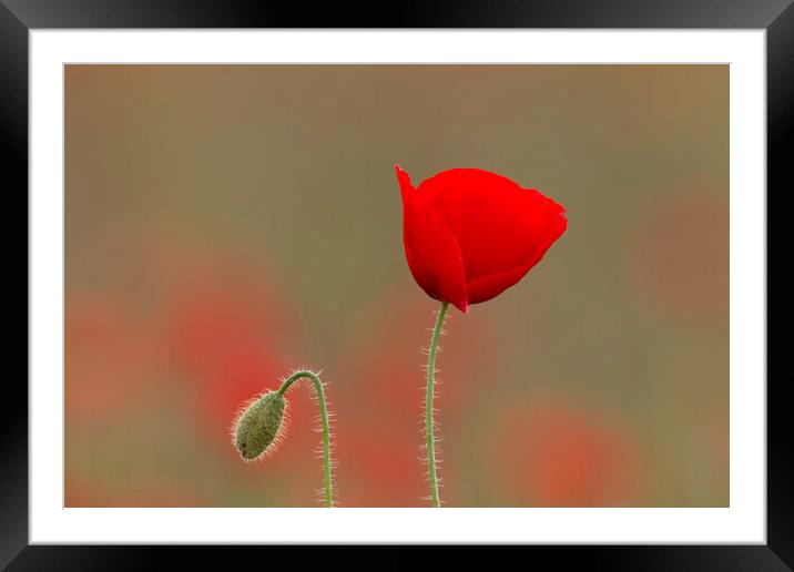 Red Poppy and Bud in Flanders Fields Framed Mounted Print by Arterra 
