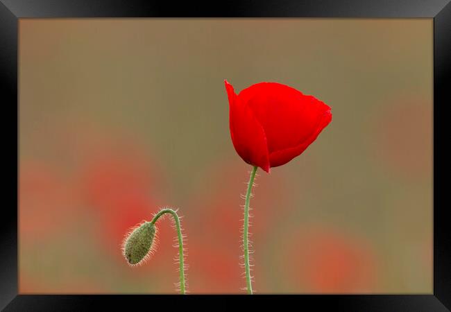 Red Poppy and Bud in Flanders Fields Framed Print by Arterra 