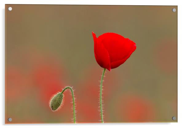 Red Poppy and Bud in Flanders Fields Acrylic by Arterra 
