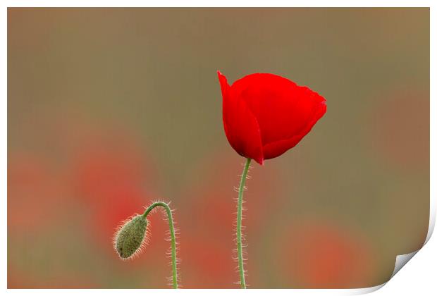 Red Poppy and Bud in Flanders Fields Print by Arterra 