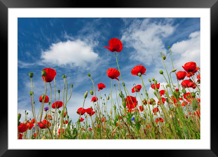 Red Poppies in Meadow Framed Mounted Print by Arterra 