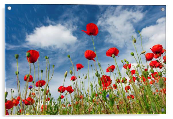 Red Poppies in Meadow Acrylic by Arterra 