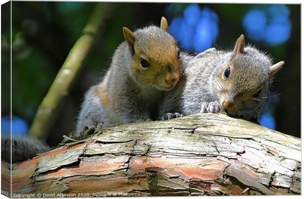 A pair of young squirrels sitting on a branch Canvas Print by David Atkinson