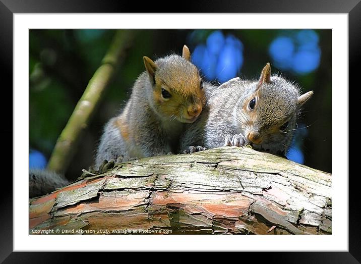 A pair of young squirrels sitting on a branch Framed Mounted Print by David Atkinson