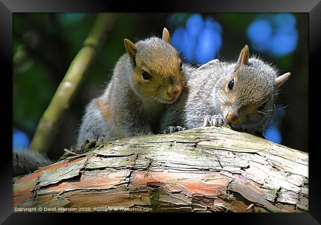 A pair of young squirrels sitting on a branch Framed Print by David Atkinson