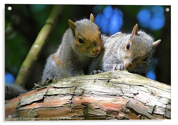 A pair of young squirrels sitting on a branch Acrylic by David Atkinson