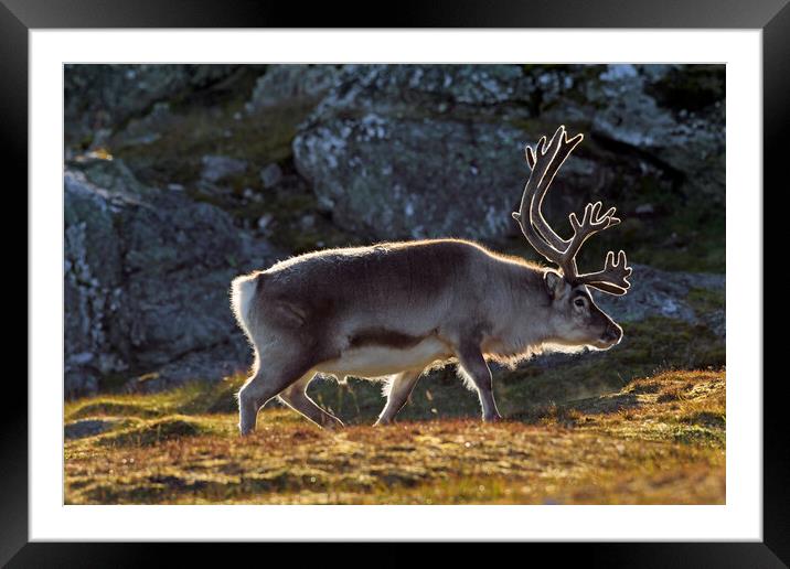 Svalbard Reindeer in Spitsbergen Framed Mounted Print by Arterra 