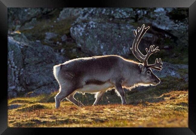 Svalbard Reindeer in Spitsbergen Framed Print by Arterra 