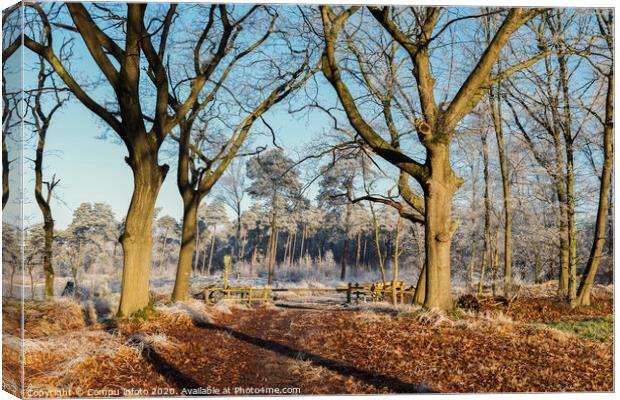 path in forest nature in winter Canvas Print by Chris Willemsen