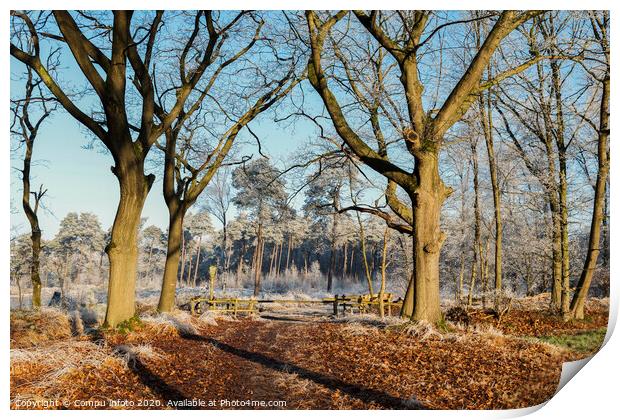 path in forest nature in winter Print by Chris Willemsen