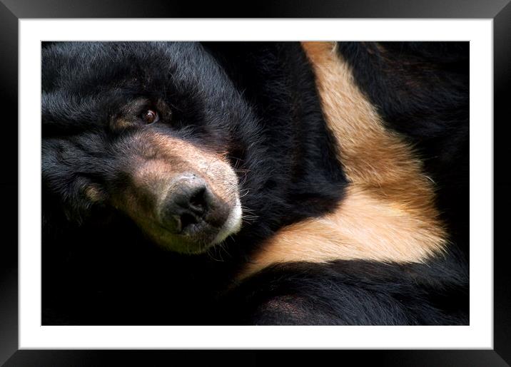 Asian Black Bear Framed Mounted Print by Arterra 