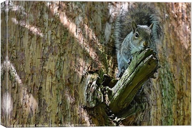Squirrel perch Canvas Print by David Atkinson