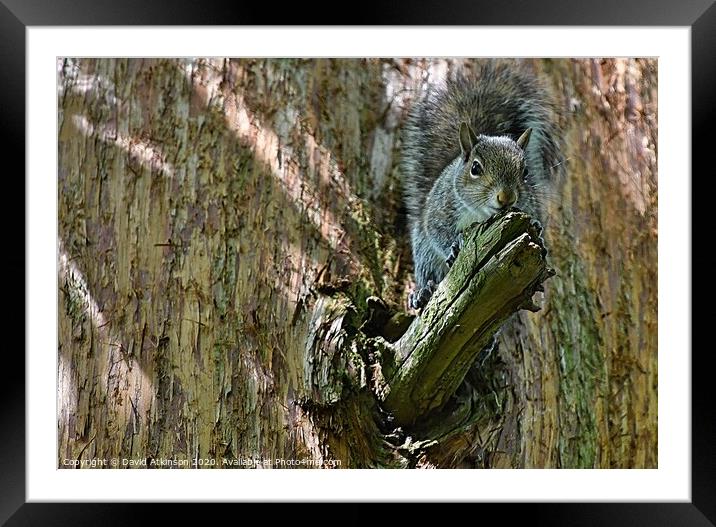 Squirrel perch Framed Mounted Print by David Atkinson