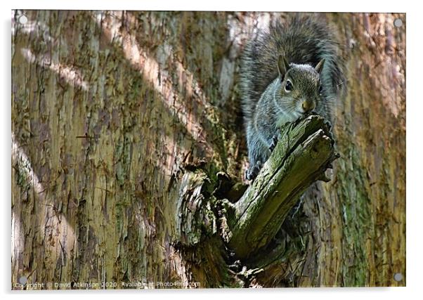 Squirrel perch Acrylic by David Atkinson