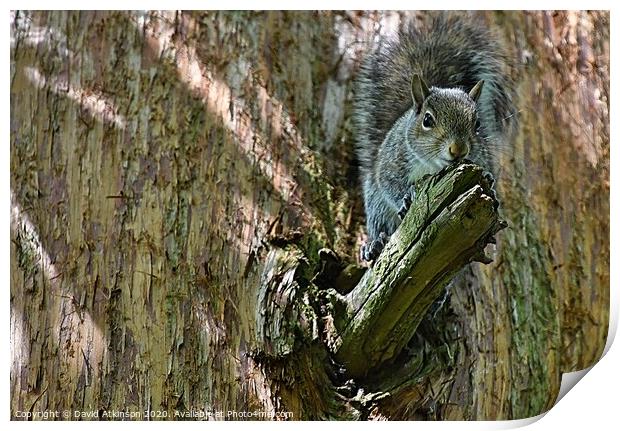 Squirrel perch Print by David Atkinson