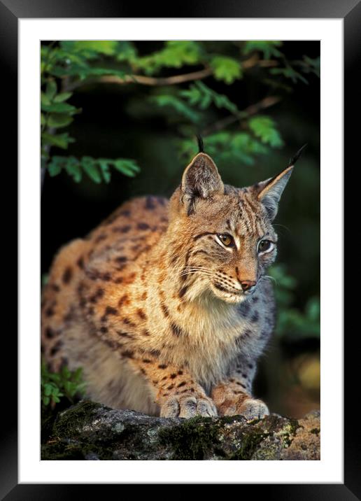 Eurasian Lynx Framed Mounted Print by Arterra 