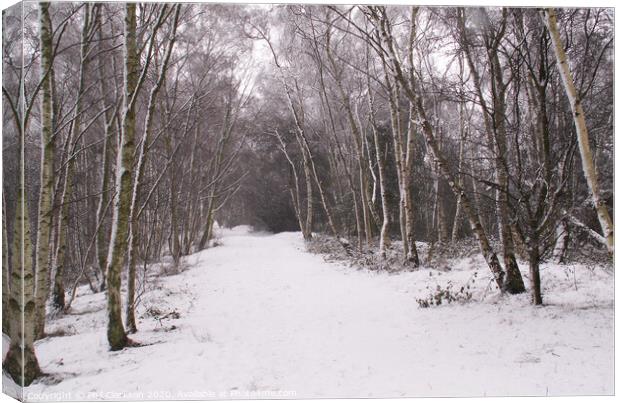 Snowy Path in Fairburn, North Yorkshire Canvas Print by Phil Clarkson